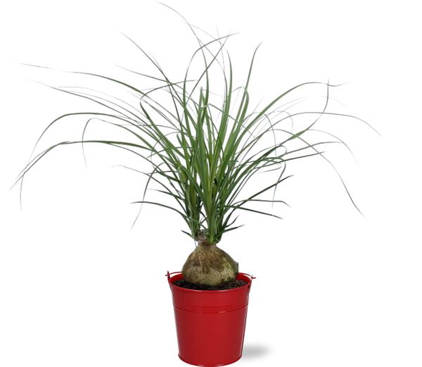 Beaucarnea Nolina Recurvata - Ø12cm - ↕45cm + Emmer D12.5x11.5cm - Rood