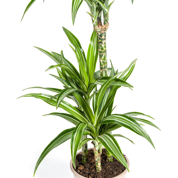 Dracaena Deremensis White Stripe Ø21cm - ↕90 - 110cm