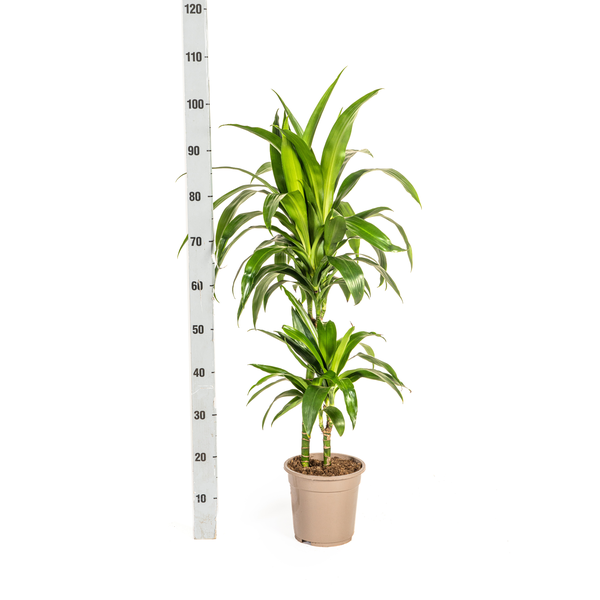 Dracaena Deremensis Lisa Ø19cm - ↕70 - 90cm