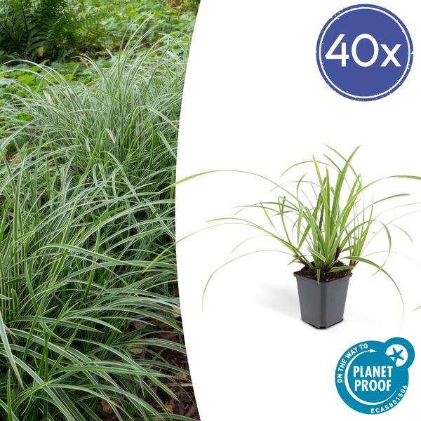 40x Carex morrowii 'Ice Dance' - ↕10-25cm - Ø9cm