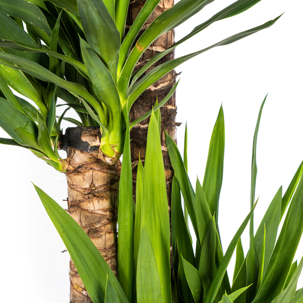 Yucca Elephantipes Ø27cm - ↕150 - 170cm