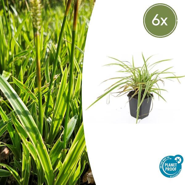 6x Carex morrowii 'Aureovariegata'  - ↕10-25cm - Ø9cm