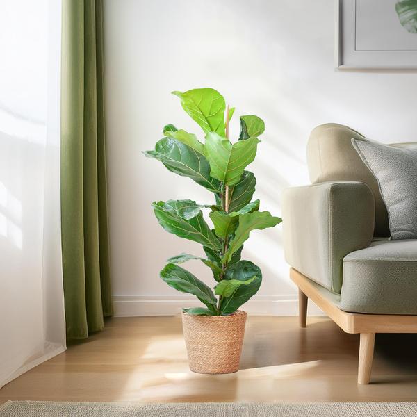 Ficus Lyrata met Mand Sofia naturel - 80cm - Ø21