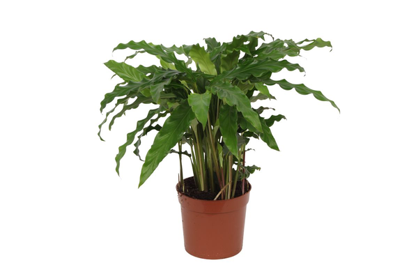 Calathea Bluegrass - 35 cm - Ø12cm