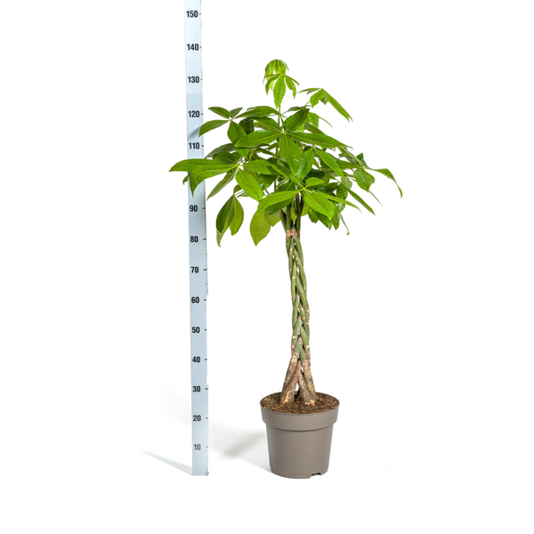 Pachira Aquatica Ø27cm - ↕130 - 150cm