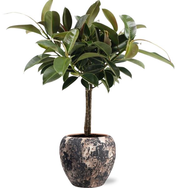 Ficus Elastica Melany - Ø21cm - ↕95cm + Doug Pot D24x22cm - Zwart Beige