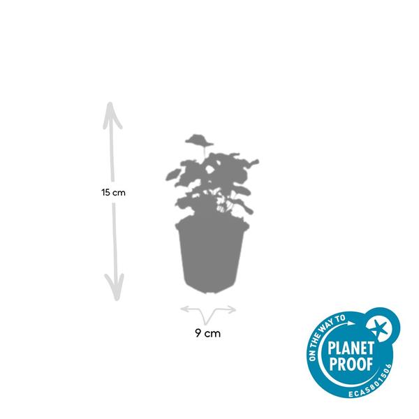 40x Alchemilla mollis - ↕10-25cm - Ø9cm