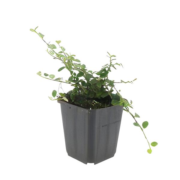 Cotoneaster pr. 'Streib's Findling' - ↕10-25cm - Ø9cm - 20x