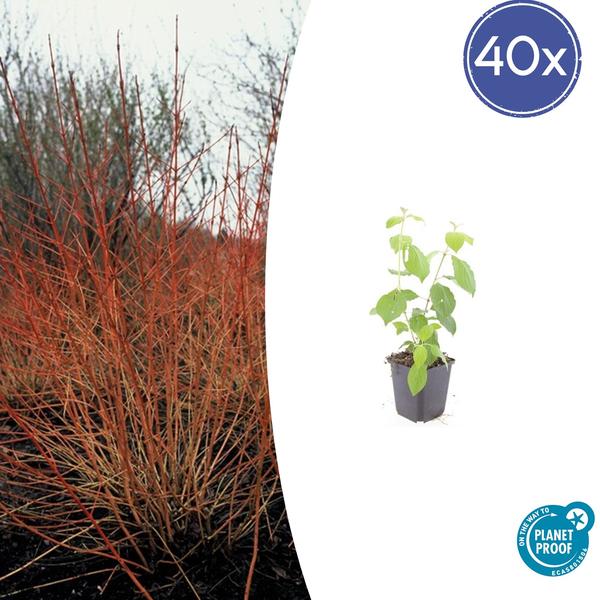 40x Cornus sang. 'Midwinter Fire' - ↕10-25cm - Ø9cm