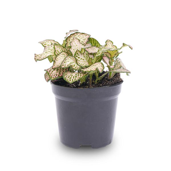 Fittonia Pink Tiger - Pink, white and Green - Mosaic plant - potmaat 8