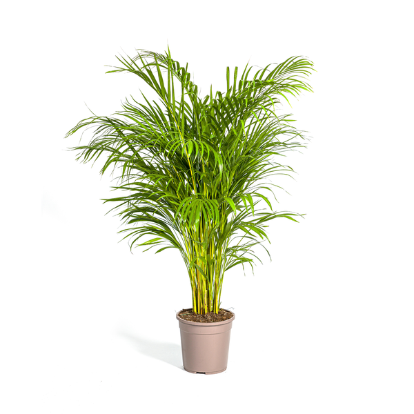 Dypsis Areca Lutescens Ø24cm - ↕120 - 140cm