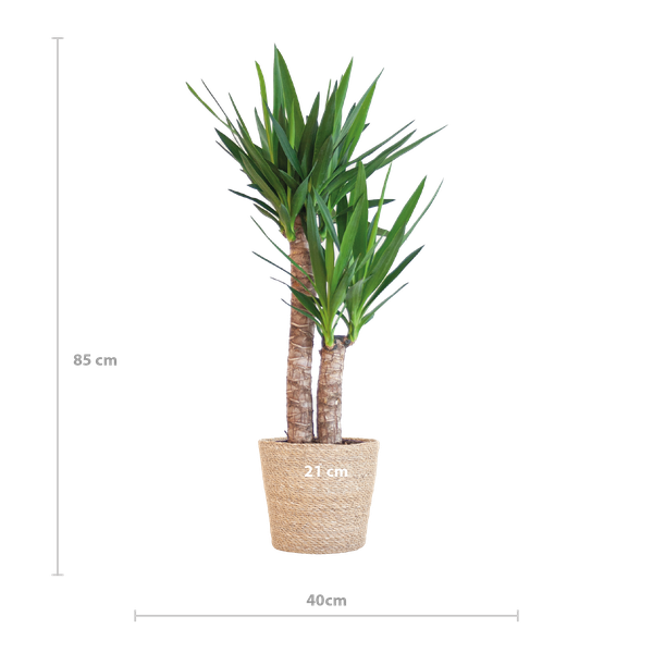 Yucca Elephantipes met Sofia mand naturel - 90cm - Ø21