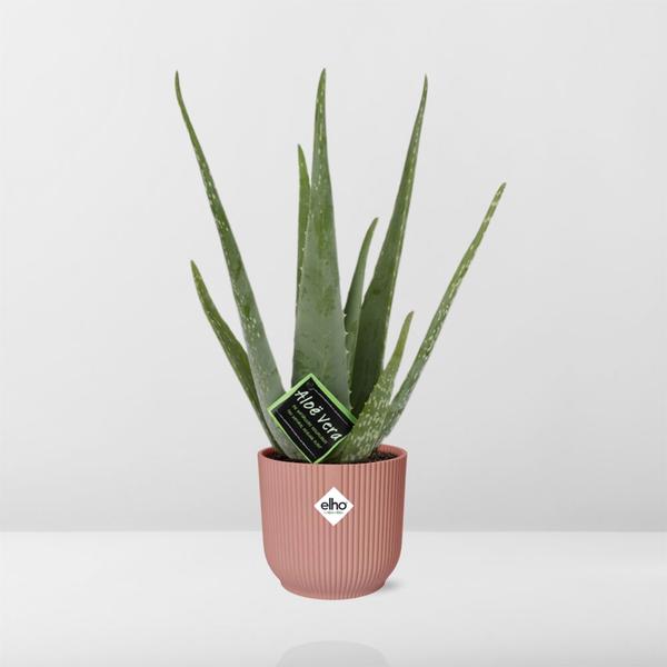 Aloe Vera 12cm in ELHO Vibes Fold 14cm roze