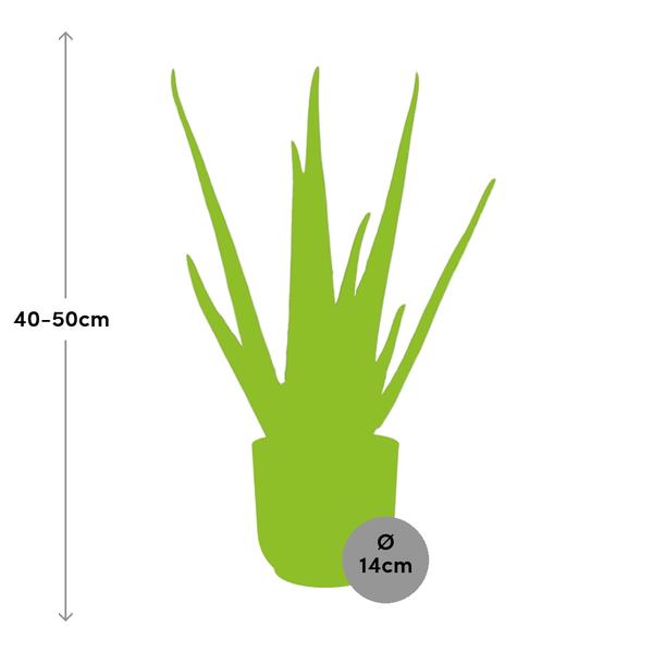 Aloe Vera 12cm in ELHO Vibes Fold 14cm roze