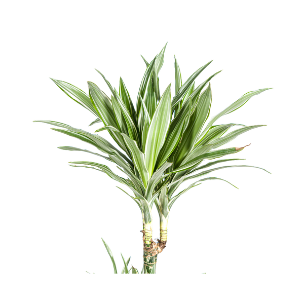 Dracaena Deremensis White Stripe Ø27cm - ↕170 - 190cm