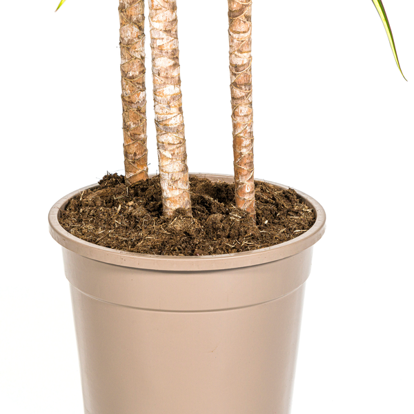 Dracaena Marginata Sunray Ø24cm - ↕130 - 150cm