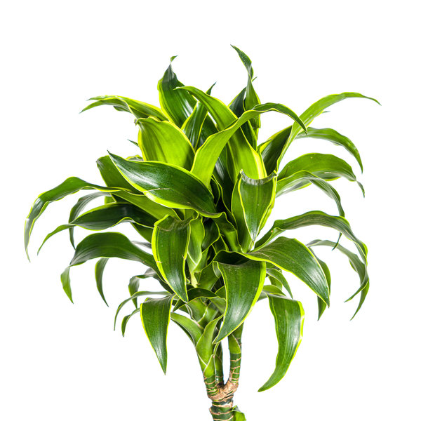 Dracaena Deremensis Dorado Ø24cm - ↕120 - 140cm