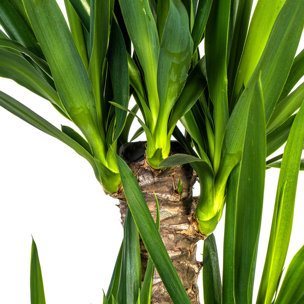 Yucca Elephantipes Ø21cm - ↕90 - 110cm