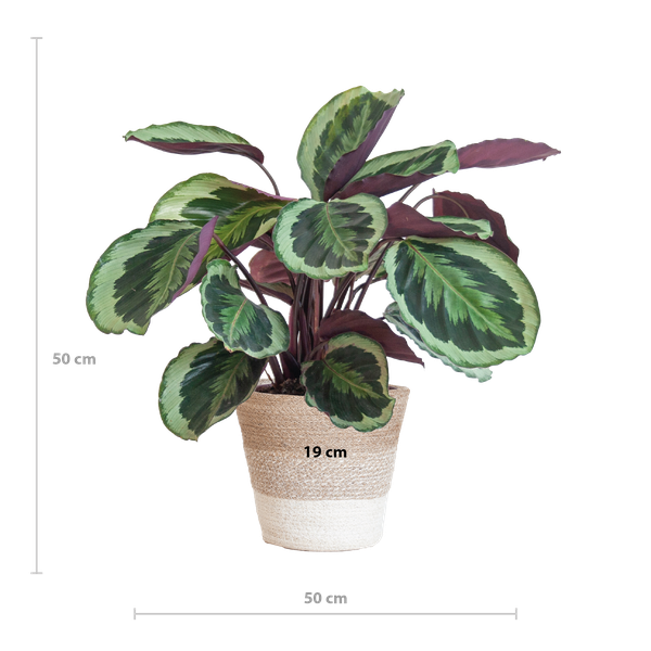 Calathea Medaillon met Lissabon mand wit - 65cm - Ø19