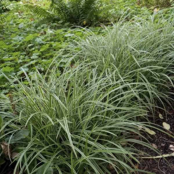 40x Carex morrowii 'Ice Dance' - ↕10-25cm - Ø9cm