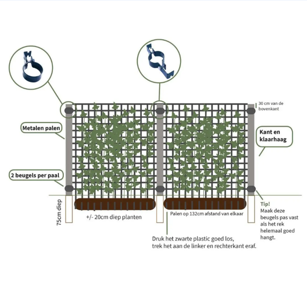 Hedera Hibernica - Klimop - Gestokt - ↨150 - 175 cm