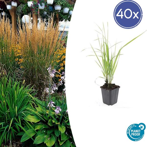 40x Calamagrostis acut. 'Karl Foerster'  - ↕10-25cm - Ø9cm