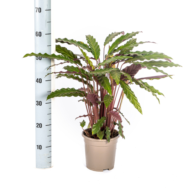 Calathea Rufibarba Ø17cm - ↕40 - 50cm