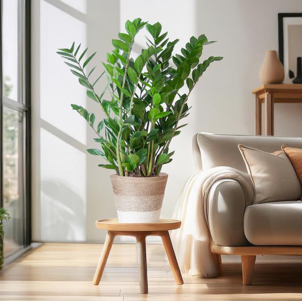 Zamioculcas Zamiifolia met Mand Lissabon wit  - 80cm - Ø21