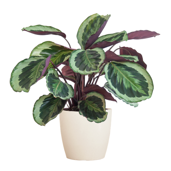 Calathea Medaillon met Viber wit - 65cm - Ø19