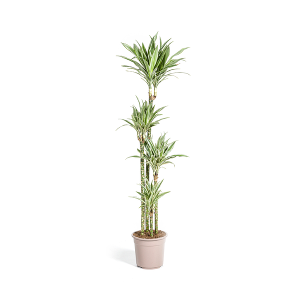 Dracaena Deremensis White Stripe Ø27cm - ↕170 - 190cm