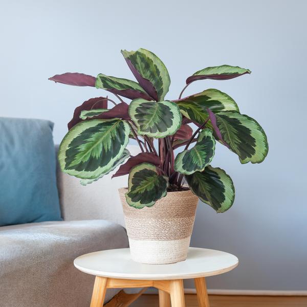 Calathea Medaillon met Lissabon mand wit - 65cm - Ø19