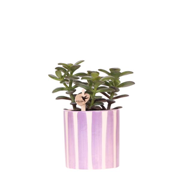 Kolibri Greens | succulent Crassula Hobbit +  Candy pot Peach - potmaat Ø9cm | bloeiende kamerplant - vers van de kweker