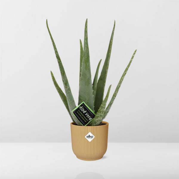 Aloe Vera 12cm in ELHO Vibes Fold 14cm geel