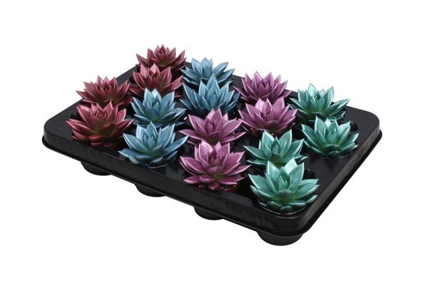 Echeveria Coloured Metallic Mix - 16 stuks - Ø6cm - ↕8cm