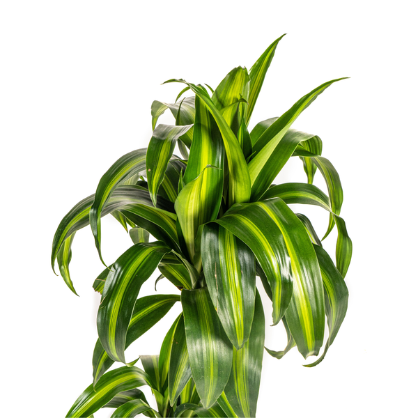 Dracaena Deremensis Hawaiian Sunshine Ø19cm - ↕70 - 90cm