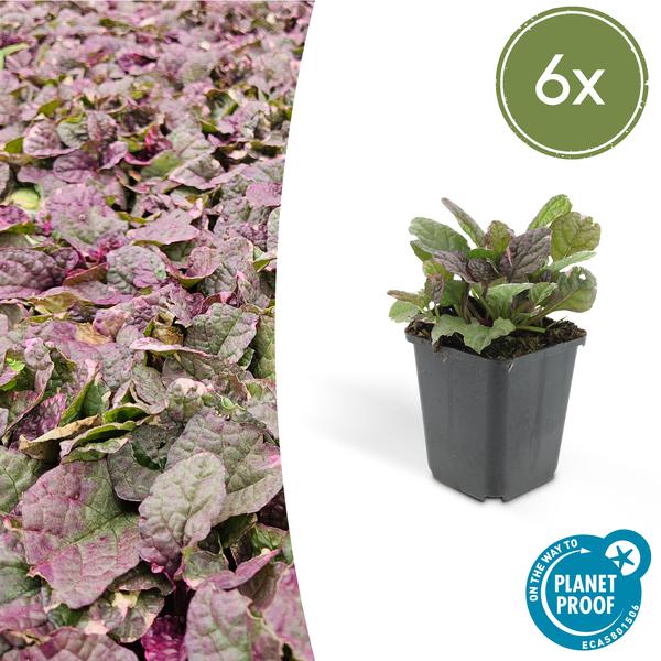 6x Ajuga reptans 'Burgundy Glow' - ↕10-25cm - Ø9cm