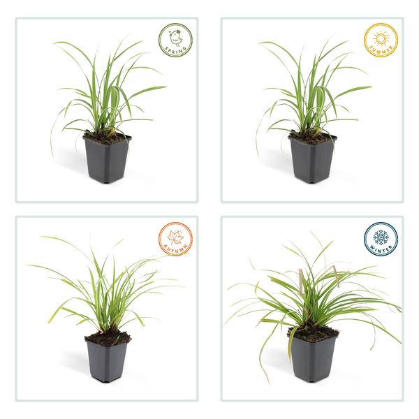 6x Carex morrowii 'Ice Dance' - ↕10-25cm - Ø9cm