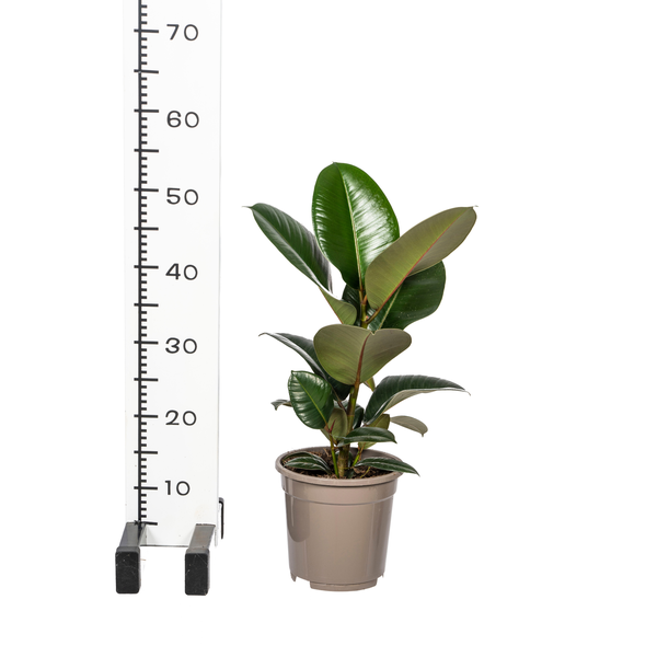 Ficus Elastica Robusta Ø17cm - ↕50 - 60cm