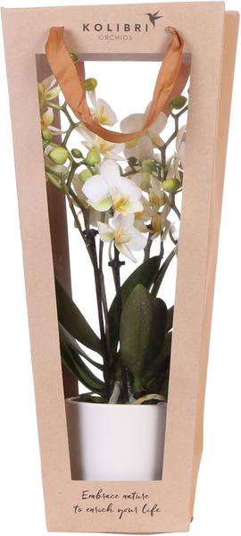 Kolibri Company I Cadeau tasje voor Orchidee met Sierpot 9cm