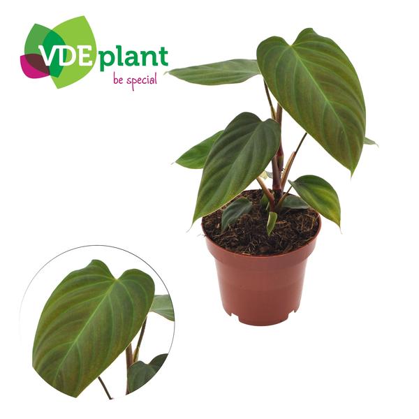 Philodendron Nangaritens - Ø12cm - ↕25cm