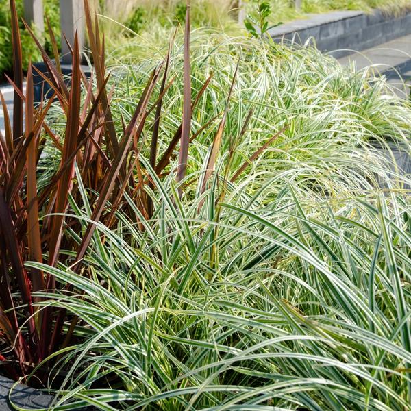 3 x Carex hachijoensis 'Evergold' - Ø 14 cm - ↨ 25 cm