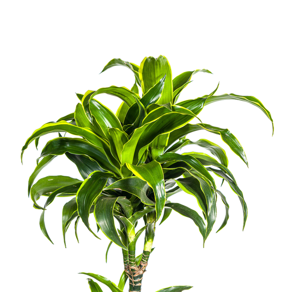 Dracaena Deremensis Dorado Ø27cm - ↕170 - 190cm