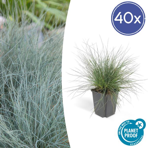 40x Festuca glauca 'Elijah Bleu' - ↕10-25cm - Ø9cm