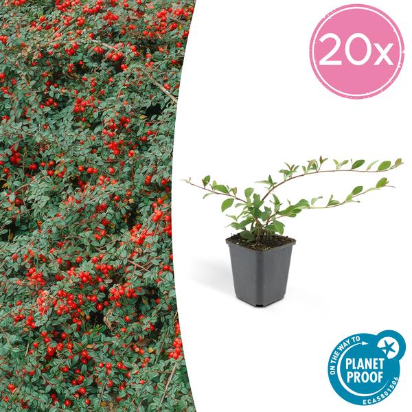 20x Cotoneaster dammeri - ↕10-25cm - Ø9cm