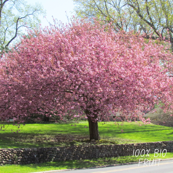 Biologische Kersenboom - Prunus Avium - 1 x Ø 20 cm - ↨ 60 cm