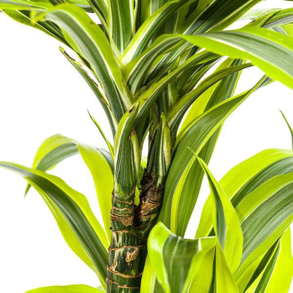 Dracaena Deremensis Lemon Lime Ø19cm - ↕70 - 90cm