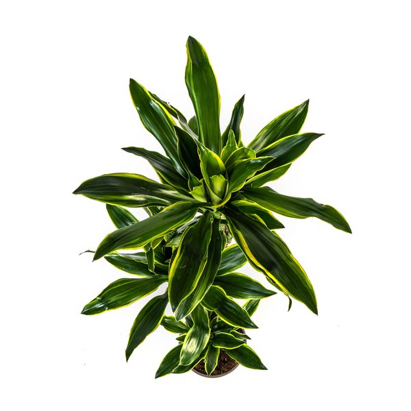 Dracaena Fragrans Golden Coast Ø24cm - ↕130 - 150cm