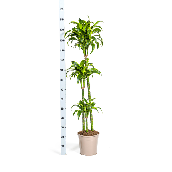 Dracaena Deremensis Dorado Ø24cm - ↕120 - 140cm