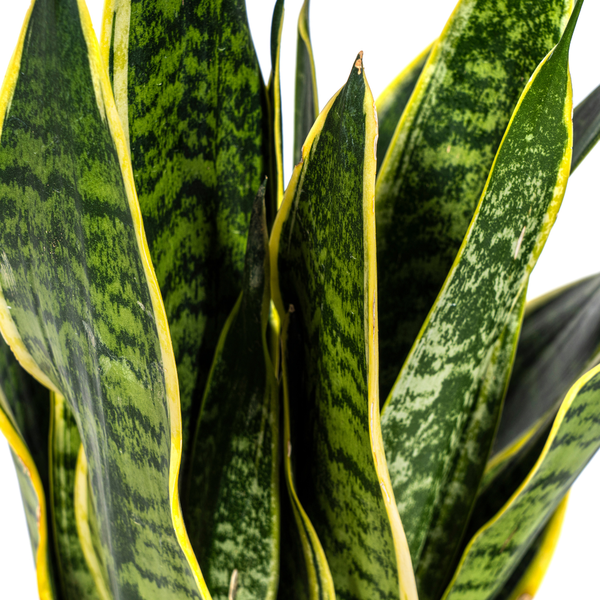 Sansevieria Trifasciata Futura Superba Ø17cm - ↕45 - 55cm