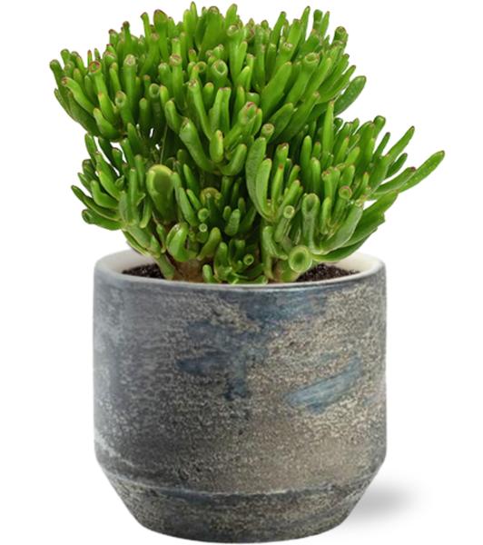 Crassula Hobbit - Ø15cm - ↕21cm + Lars Pot D16x14cm - Grijs